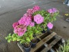 Hydrangea, Qty. 8 - 3