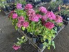 Hydrangea, Qty. 8 - 4