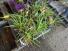 Little Business Daylilly, Qty. 12