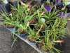 Little Business Daylilly, Qty. 12 - 3