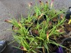 Little Business Daylilly, Qty. 12 - 4