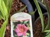 Little Business Daylilly, Qty. 12 - 5