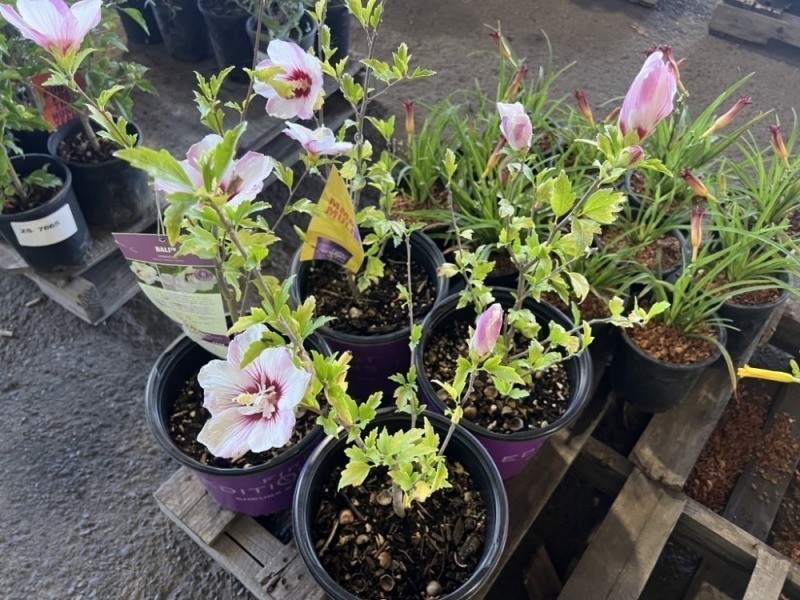 Bali Hibiscus, Qty. 4