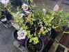 Bali Hibiscus, Qty. 4