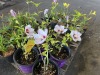 Bali Hibiscus, Qty. 4 - 2