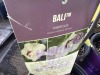 Bali Hibiscus, Qty. 4 - 5