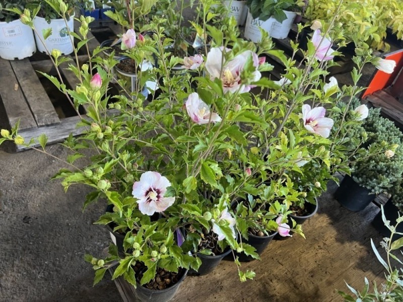 Bali Hibiscus, Qty. 8