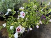 Bali Hibiscus, Qty. 8 - 3