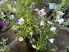 Bali Hibiscus, Qty. 8 - 4