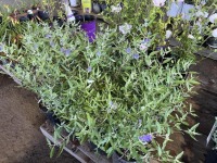 Blue Mist Caryopteris, Qty. 8
