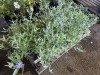 Blue Mist Caryopteris, Qty. 8 - 2