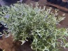 Blue Mist Caryopteris, Qty. 8 - 3