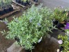 Blue Mist Caryopteris, Qty. 8 - 4