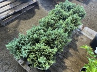 Blue Star Juniper, Qty. 10