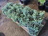 Blue Star Juniper, Qty. 10 - 2