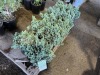 Blue Star Juniper, Qty. 10 - 3