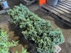 Blue Star Juniper, Qty. 10 - 4