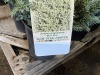 Blue Star Juniper, Qty. 10 - 5