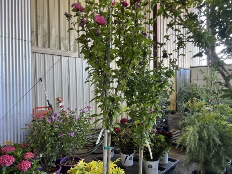 Magenta Chiffon Hibiscus Tree, Qty. 2