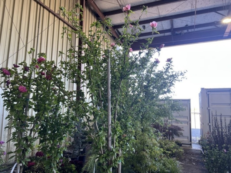 Pink Chiffon Hibiscus Tree, Qty. 2