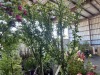 Pink Chiffon Hibiscus Tree, Qty. 2 - 2