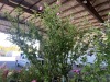 Pink Chiffon Hibiscus Tree, Qty. 2 - 3
