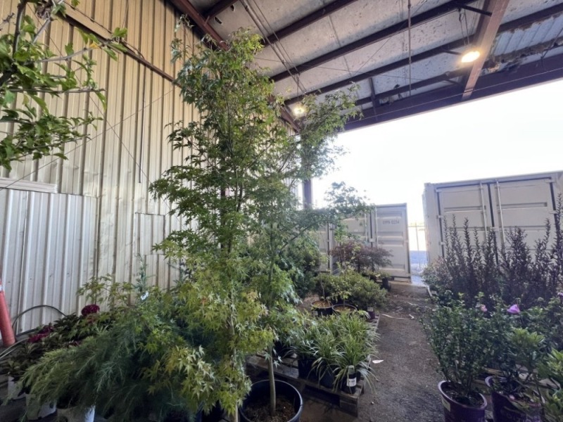 Green Japanese Maple, Qty. 2