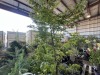 Green Japanese Maple, Qty. 2 - 2