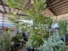 Green Japanese Maple, Qty. 2 - 3