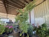 Green Japanese Maple, Qty. 2 - 4