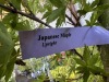Green Japanese Maple, Qty. 2 - 5