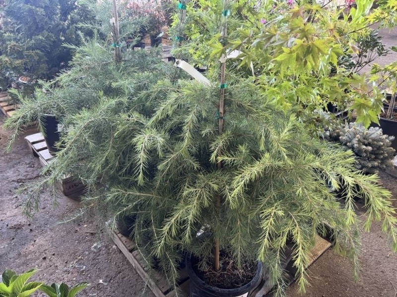 Deador Cedar, Qty. 3