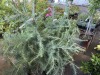 Deador Cedar, Qty. 3 - 2