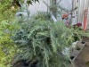 Deador Cedar, Qty. 3 - 3