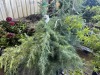 Deador Cedar, Qty. 3 - 4