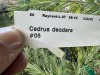 Deador Cedar, Qty. 3 - 5