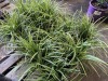 Ice Dance Carex, Qty. 12 - 2