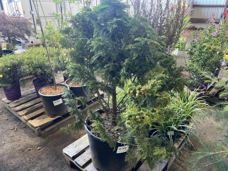 Hinoki Cypress, Qty. 1