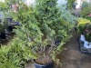 Hinoki Cypress, Qty. 1 - 2