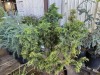 Hinoki Cypress, Qty. 1 - 3