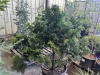 Hinoki Cypress, Qty. 1 - 4