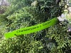 Hinoki Cypress, Qty. 1 - 5