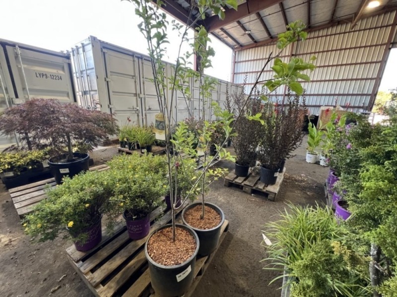 Italian Plum, Qty. 2