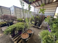 Italian Plum, Qty. 2