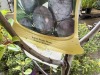 Italian Plum, Qty. 2 - 5