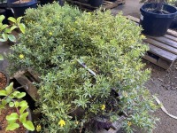 Colbalt & Gold Hypericum, Qty. 4