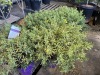 Colbalt & Gold Hypericum, Qty. 4 - 2