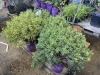 Colbalt & Gold Hypericum, Qty. 4 - 3