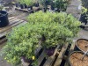 Colbalt & Gold Hypericum, Qty. 4 - 4