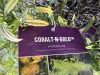 Colbalt & Gold Hypericum, Qty. 4 - 5